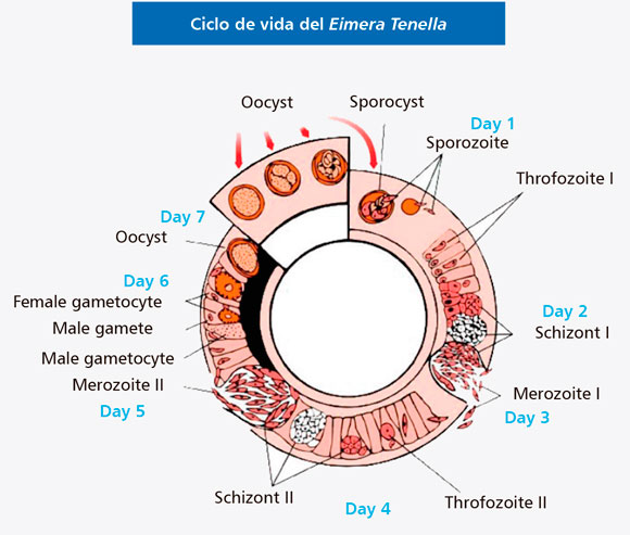 ciclo-vida-eimera-tenella 