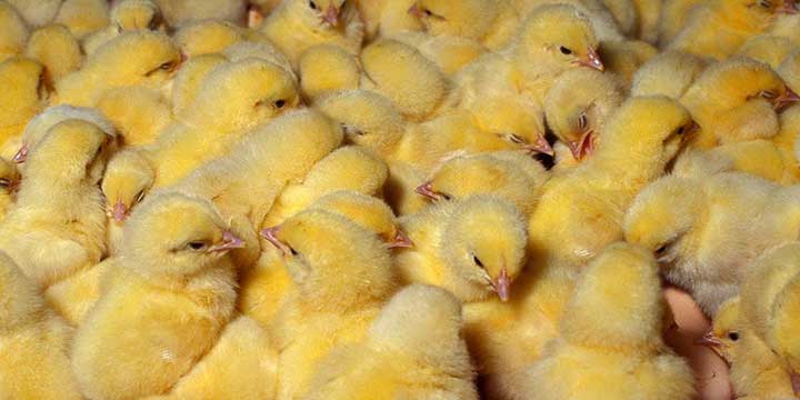 ¿Cuál es el efecto del aceite esencial de orégano en pollos afectados por coccidiosis?