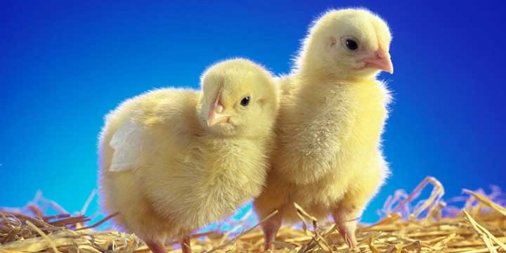 Coccidiosis en pollos: Prevención, síntomas y transmisión