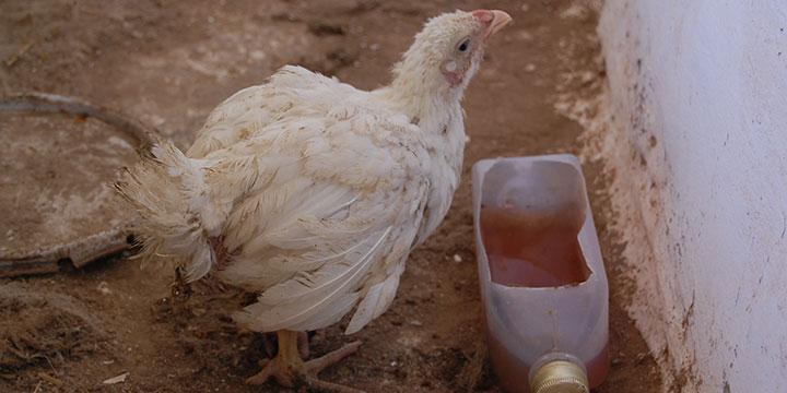Cómo afecta la Colibacilosis a los pollos