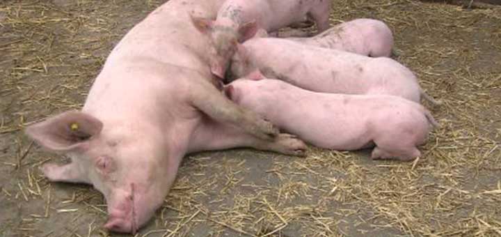 La higiene evita la Coccidiosis en cerdos