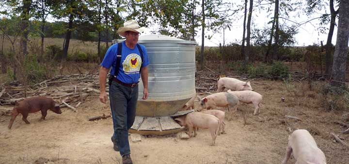 Alimentadores robustos para cerdos