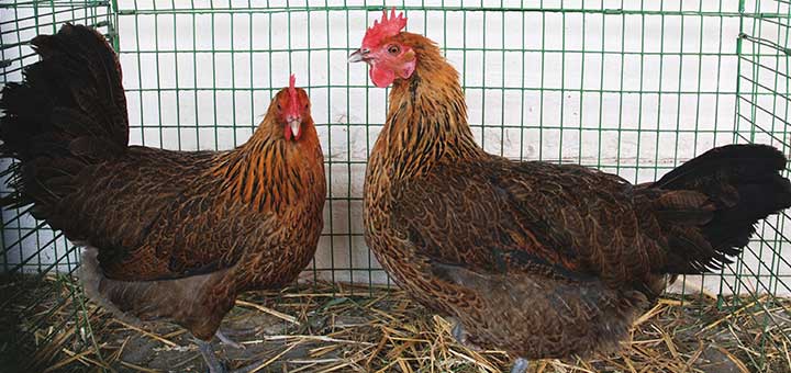 Recolección, almacenamiento e incubación de los huevos de las aves de corral