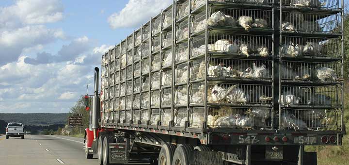 Transporte en la producción de pollo broiler