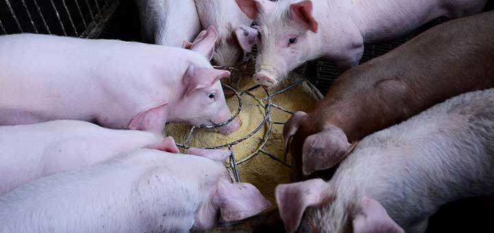 La crianza de cerdos y la bioseguridad