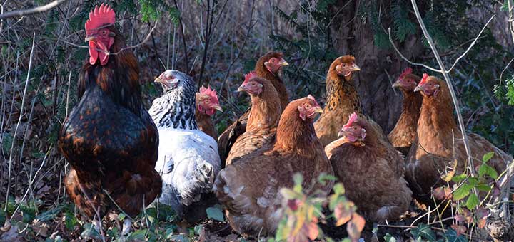 Antimicrobianos de uso común en el procesamiento de la carne de pollo