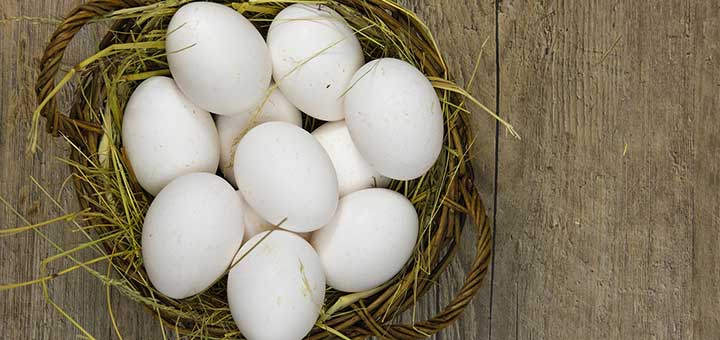 Razones que afectan la producción de huevos en aves de corral