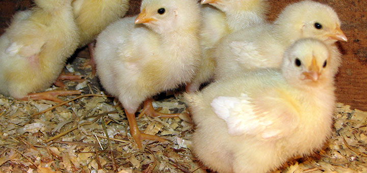 antibioticos-en-pollos.jpg