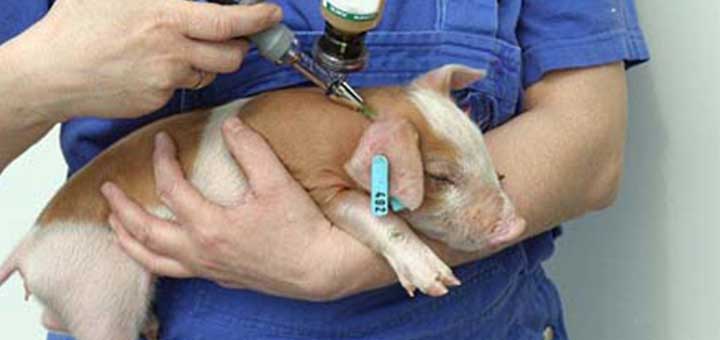 antibiotico-porcino 