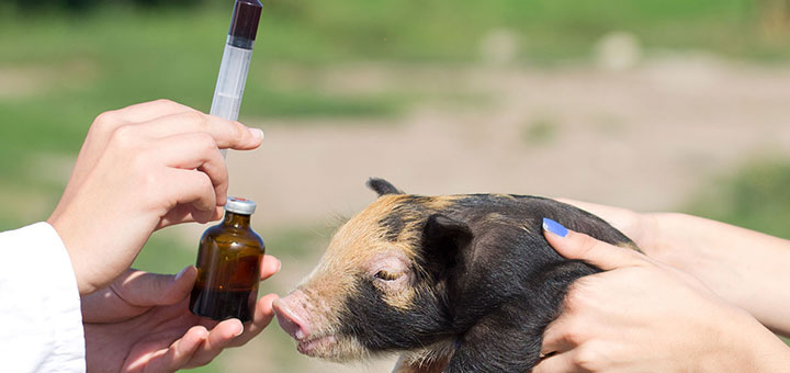 Beneficios del uso de antibióticos en cerdos y aves de corral