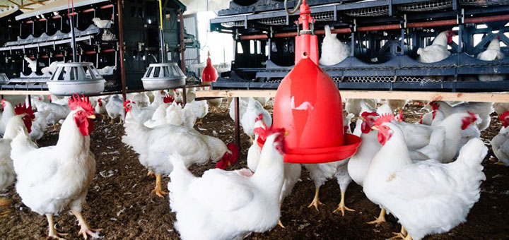 5 maneras de mejorar la eficiencia de los alimentos en la producción de pollos de engorde