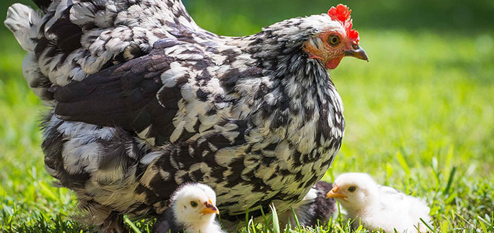 prevenir-salmonelosis-aviar 
