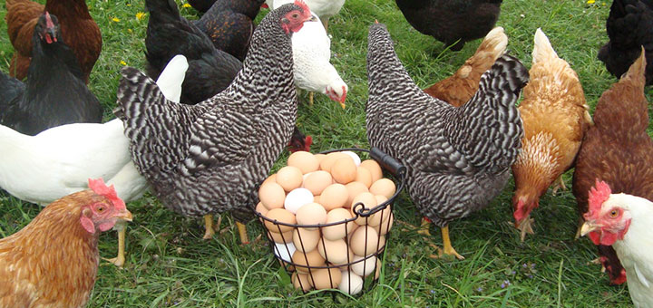 ¿Cómo puedo saber si mis pollos tienen salmonelosis aviar?