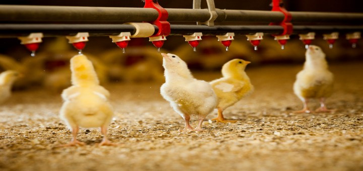 Consejos para alimentar a los pollos broiler y los galpones climatizados para su crianza
