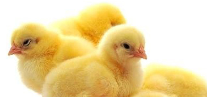 6 puntos para una buena salud intestinal en los pollos
