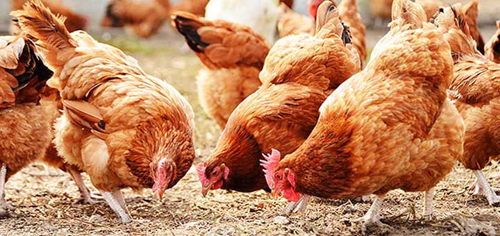 Biomarcadores para el control de la salud intestinal en pollos